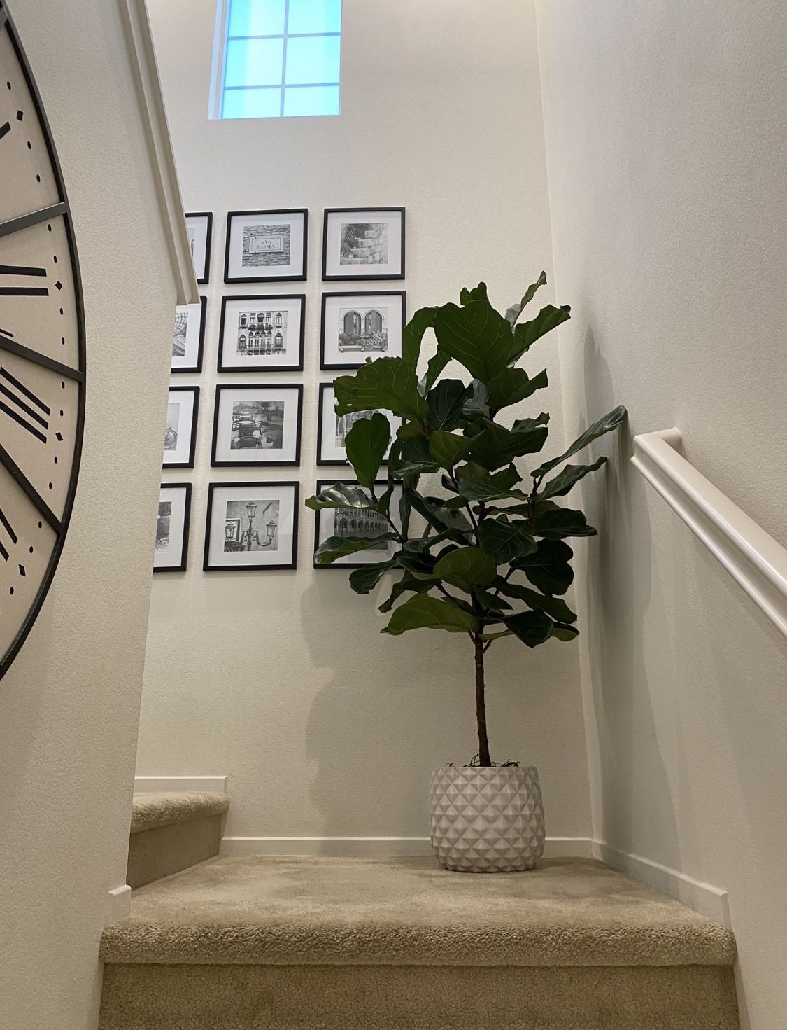 Beautiful Healthy Full Real Live 6’ Fiddle Leaf Fig Plant Tree With White Planter Pot