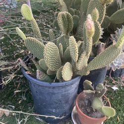 Cactus Plants