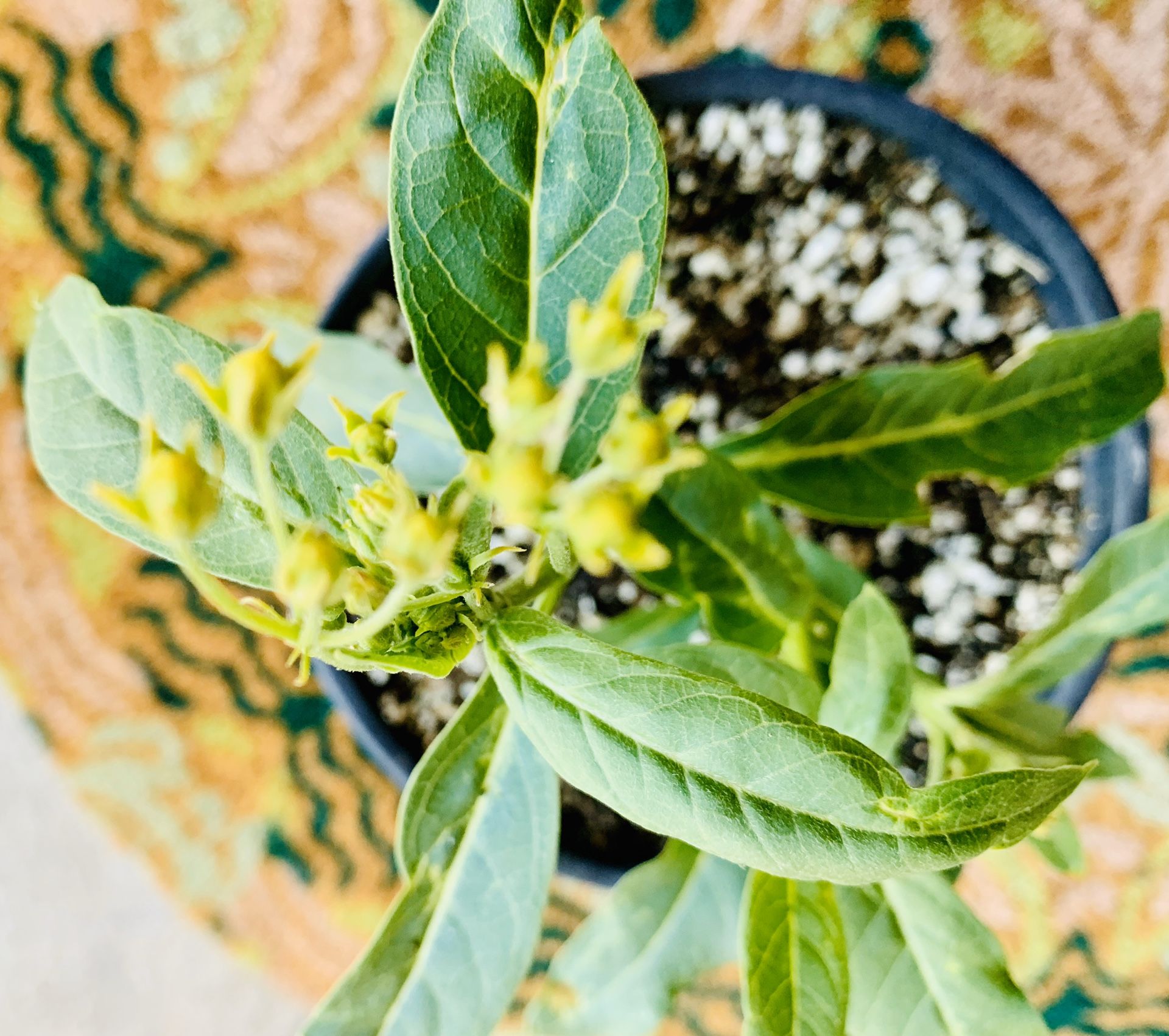 Milkweed Butterfly Attractant