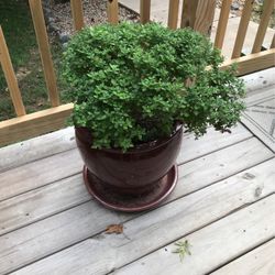 26” Tall Live Mum In Ceramic Planter With Saucer