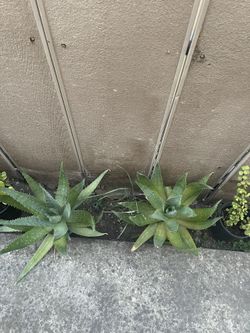 aloe Vera plant
