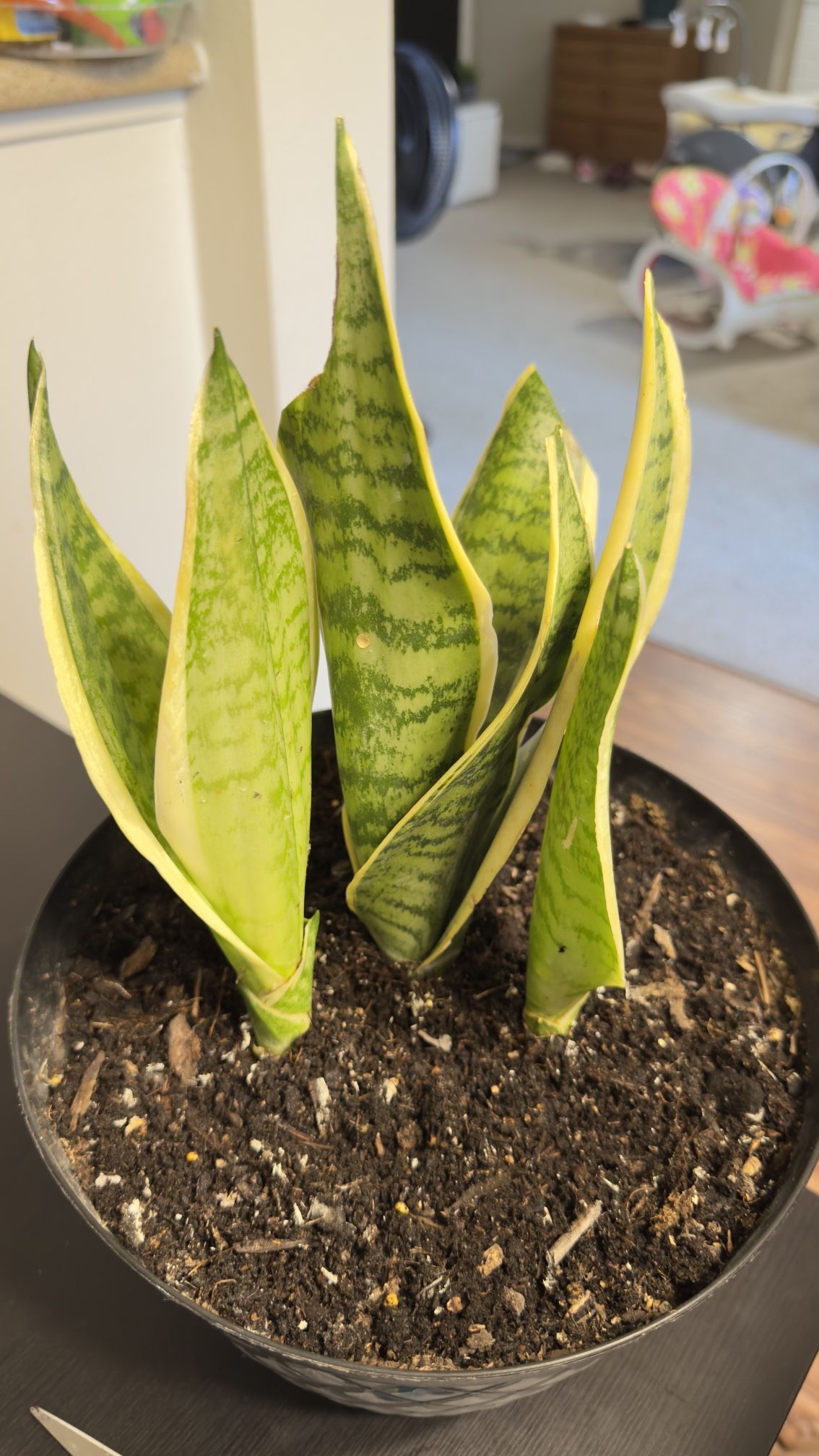 Snake Plant