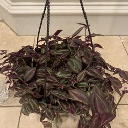 Burgundy Tradescania Plant 