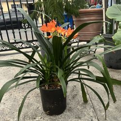 Orange Plant 