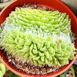 Rare Crested Sempervivum Pick Up In Upland Or Ship To You 