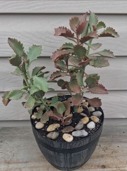Kalanchoe succulent plant 🪴