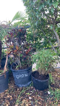 Plantas