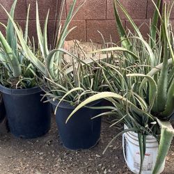 Mega Extra Large Plants