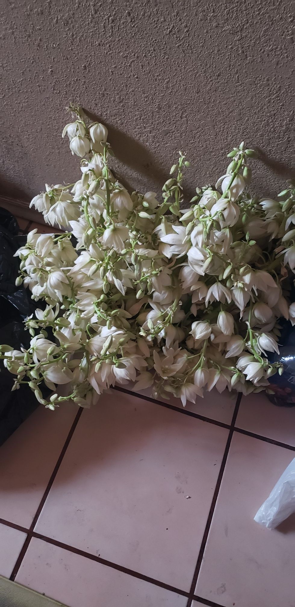 Flor de izote
