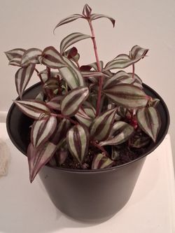 Tradescantia Zebrina Live Houseplant