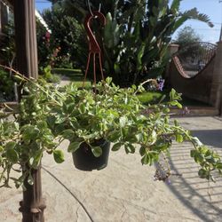 Hanging  Rate Succulent