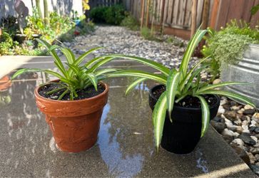 Spider plants - $10 Each