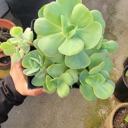 Peach Pride Succulent