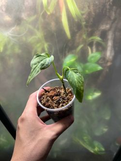 Monstera Adansonii “Mottled Mint”