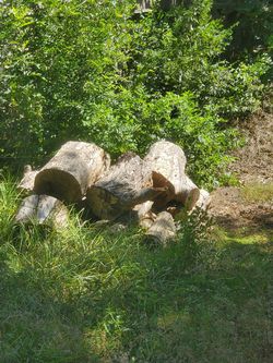 Pecan Tree Wood Logs