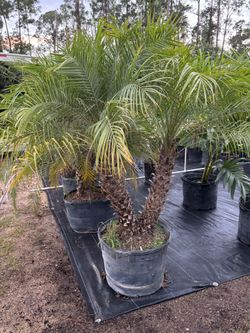 Pigmy date palms 25 gallons