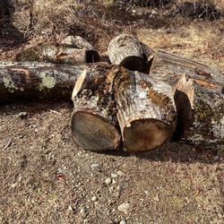 Firewood