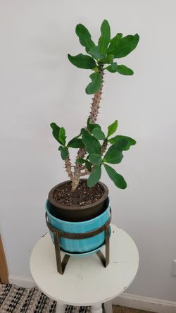 Euphorbia Milii Crown of Thorns Live Plant