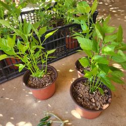 Chili plants 🌶 / plantas de chile de árbol 