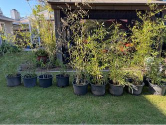 Bamboo Plants