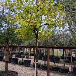 Arboles Monterrey Oak Trees 30gallon 