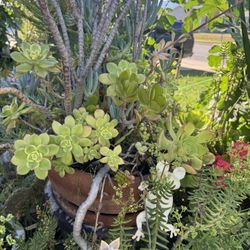 Succulent Arrangement