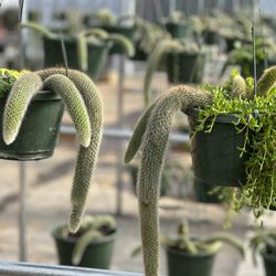 Monkey Tail Cactus 