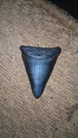 Fossilized Shark Tooth