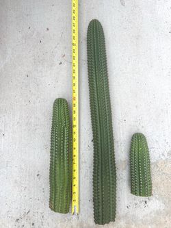 Flowering Cactus Cuttings