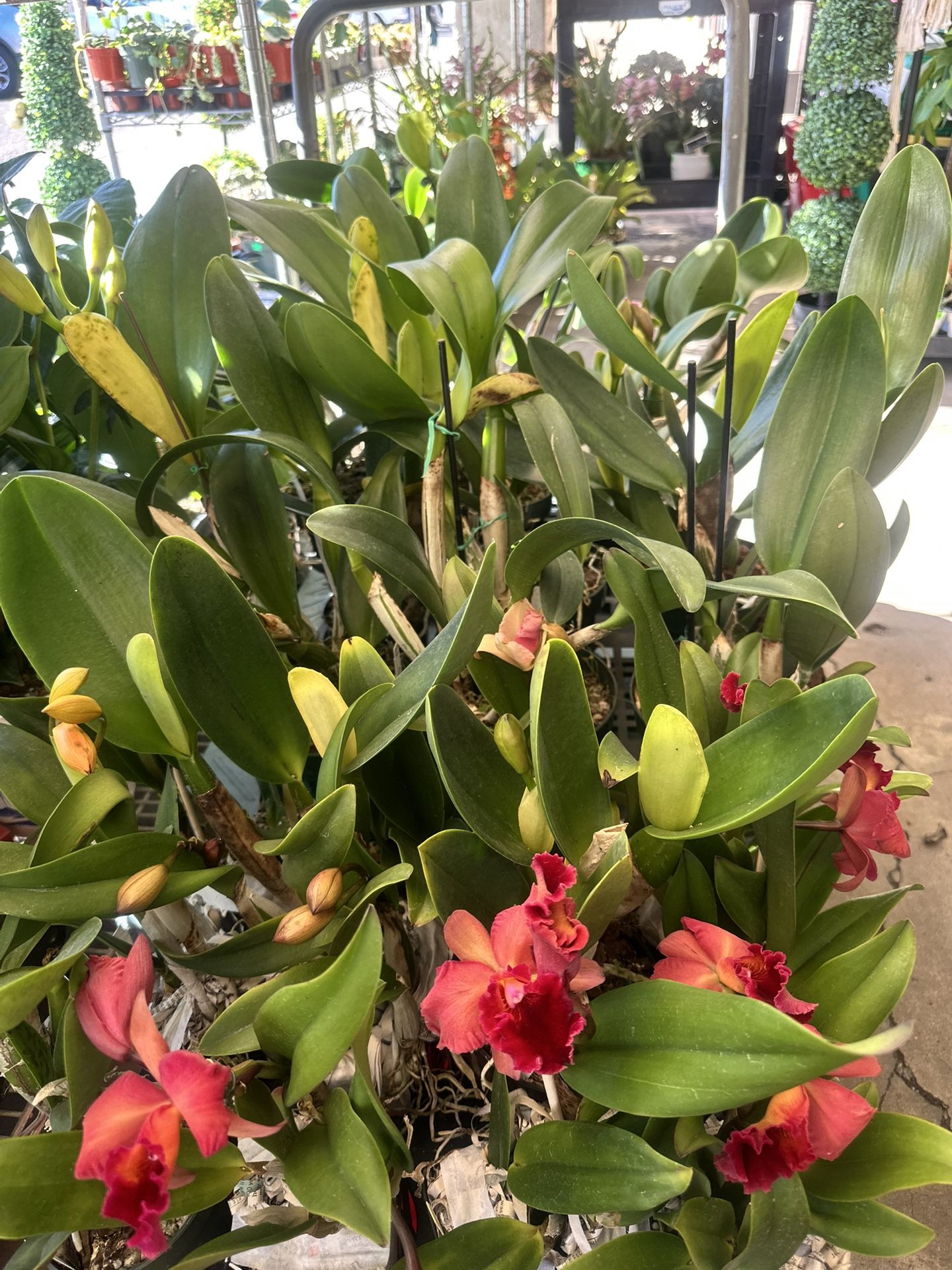 Many New Cattleya Orchids All Colors $38 Up