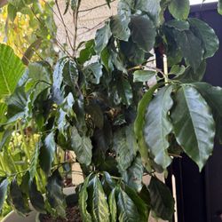 Coffee plant