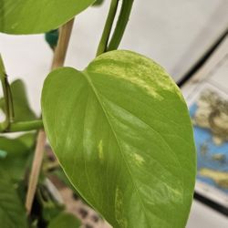 Neon Pothos In White Planter