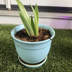 Agave Pups 