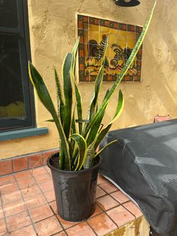 Large Snake Plant in Black Pot