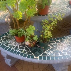 Outdoor Plants 