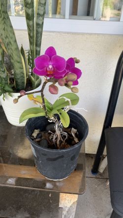 Orchid Pot 13$
