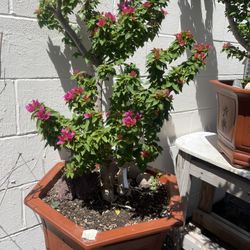 Bonsai Bougainvillea Flower 