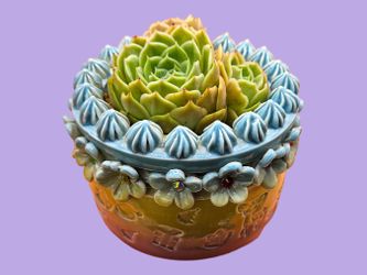 Echeveria Cv Onslow Cluster Rare Import Succulent 