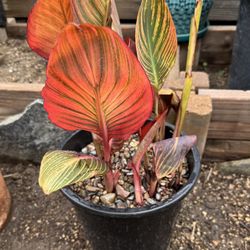 Garden Canna Plant
