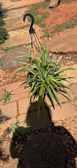 Spider plant hanging basket