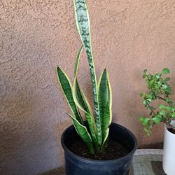 Snake Plant,  Lengua De Suegra 