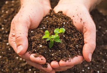 Black Gold Organic Rich Soil