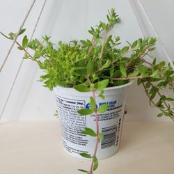 Stringy Stonecrop - Sedum Sarmentosum

