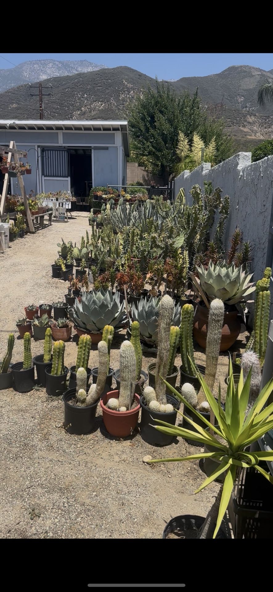 Free Succulents And Cactus