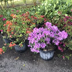 Bougainvilles  Plants  