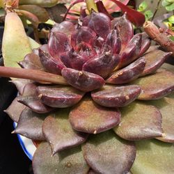 Variegated Echeveria Maggic Korean Imported  Pick Up In Upland In A 6in Pot