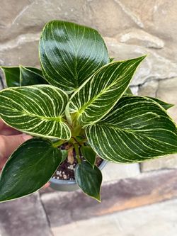 Philodendron Birkin