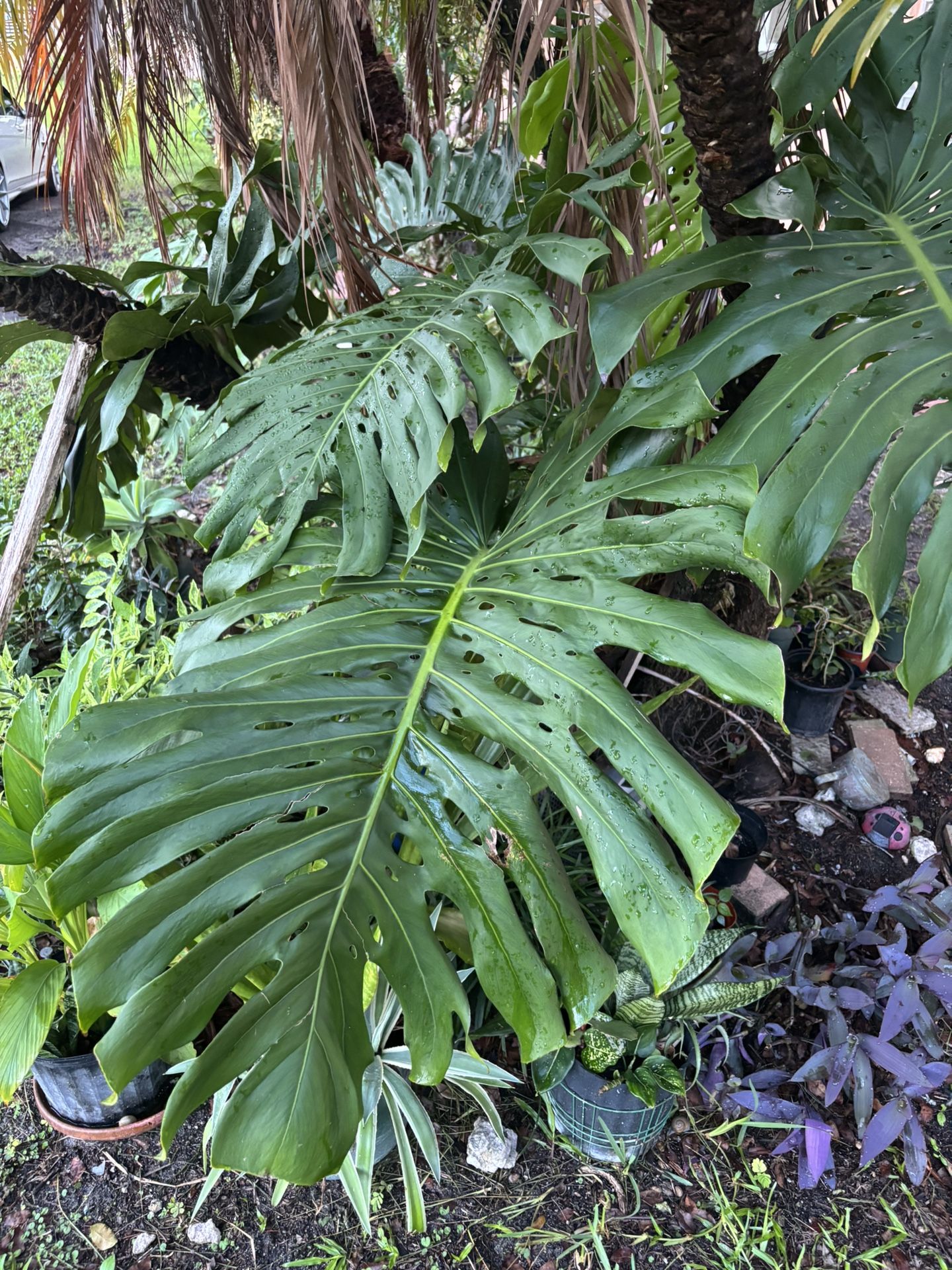 Home & Garden