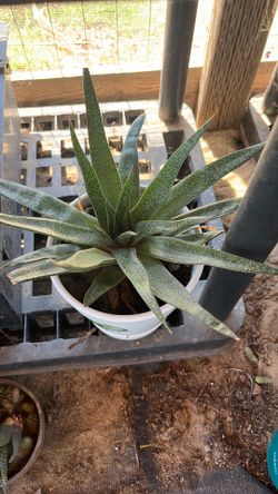 Succulent in a white pot