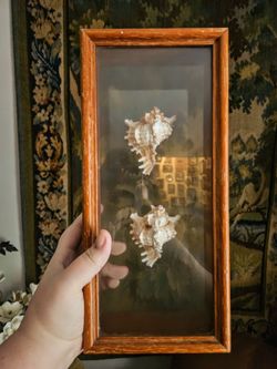 Framed Seashell Shadow Box Display